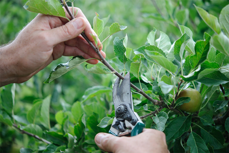 fruit tree pruning resized750w Fruit tree pruning